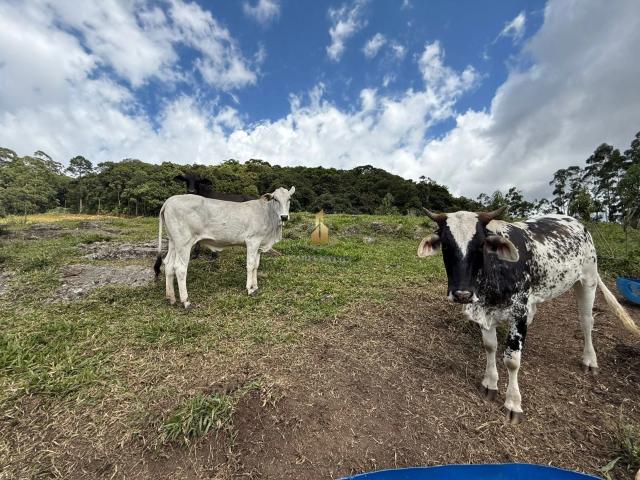 Sítio e chácara venda em Região Imediata de Bragança Paulista, Pedra Bela