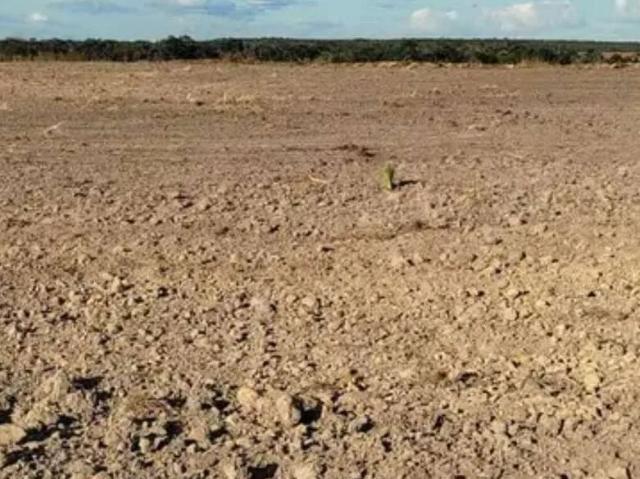 Sítio e chácara venda em Pedro Afonso, Região Geográfica Intermediária de Araguaína