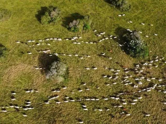 Sítio e chácara venda em Região Geográfica Imediata de Canguaretama, Pedro Velho