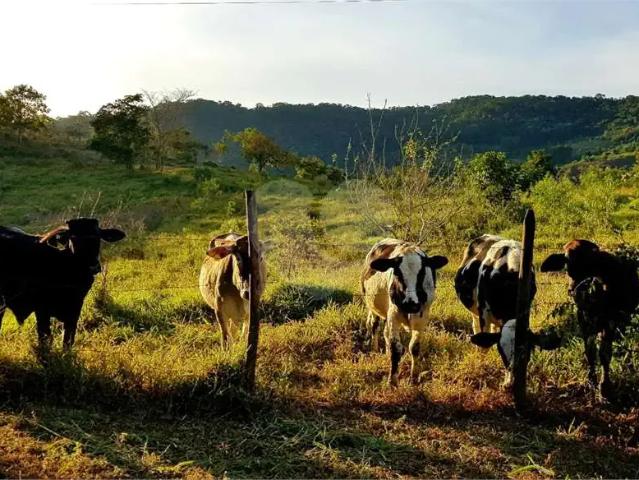 Sítio e chácara venda em Região Geográfica Imediata de Juiz de Fora, Piau