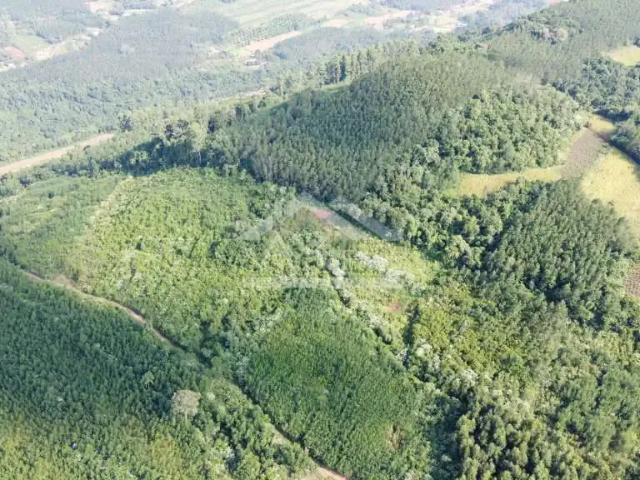 Sítio e chácara venda em Região Geográfica Imediata de Caxias do Sul, Picada Café