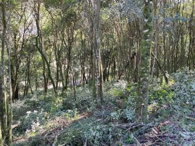 Sítio e chácara venda em Região Geográfica Imediata de Caxias do Sul, Picada Café