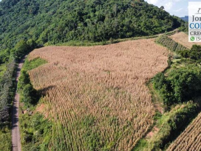 Sítio e chácara venda em Região Geográfica Imediata de Caxias do Sul, Picada Café