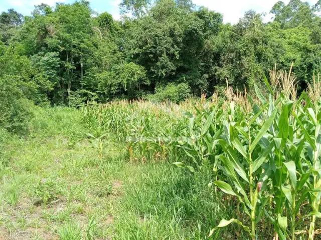 Sítio e chácara venda em Região Geográfica Imediata de Caxias do Sul, Picada Café