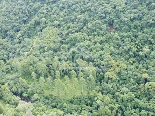 Sítio e chácara venda em Região Geográfica Imediata de Caxias do Sul, Picada Café