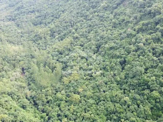 Sítio e chácara venda em Região Geográfica Imediata de Caxias do Sul, Picada Café