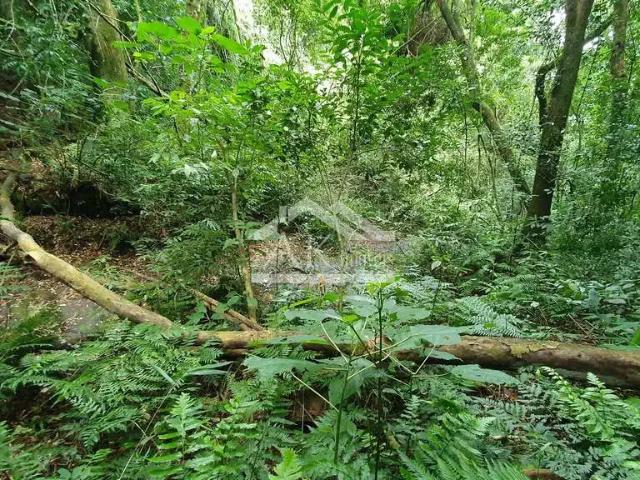 Sítio e chácara venda em Região Geográfica Imediata de Caxias do Sul, Picada Café