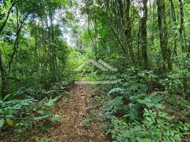 Sítio e chácara venda em Região Geográfica Imediata de Caxias do Sul, Picada Café
