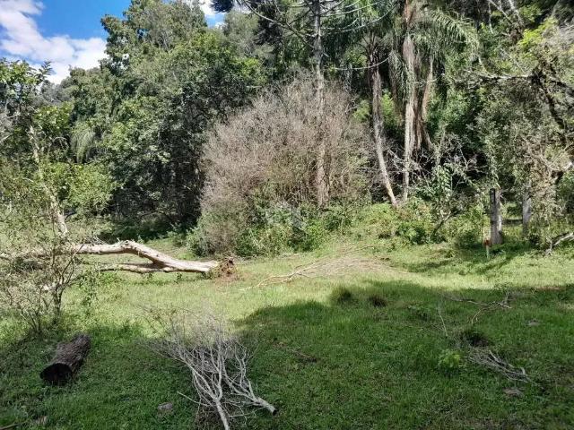 Sítio e chácara venda em Região Geográfica Imediata de Caxias do Sul, Picada Café