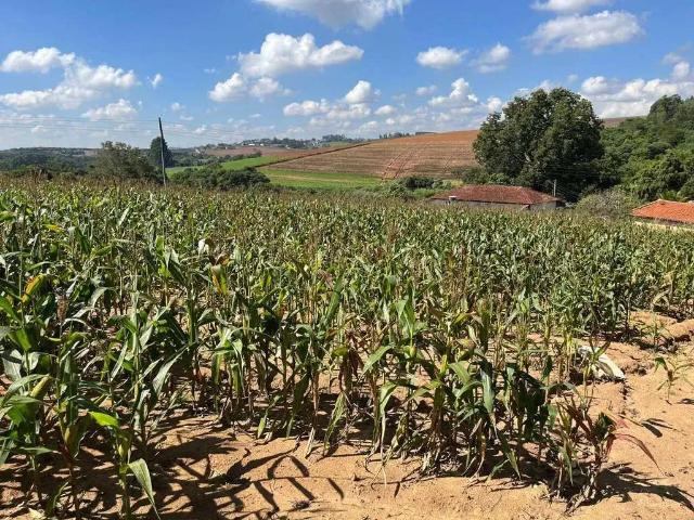 Sítio e chácara venda em Piedade