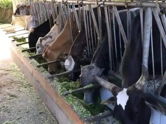 Sítio e chácara venda em Região Imediata de Sorocaba, Região Metropolitana de Sorocaba