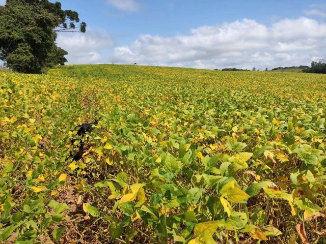 Sítio e chácara venda em Região Imediata de Sorocaba, Região Metropolitana de Sorocaba