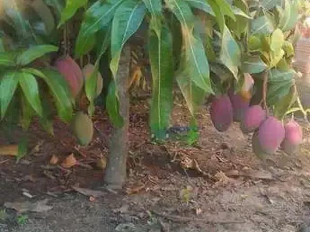 Sítio e chácara venda em Região Imediata de Piracicaba, Região Metropolitana de Piracicaba