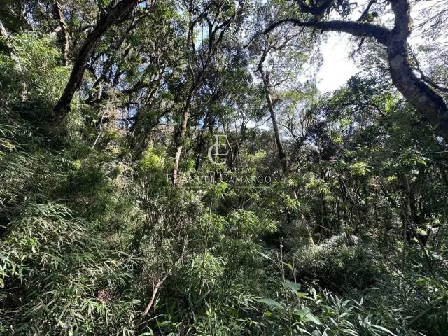 Sítio e chácara venda em Região Geográfica Imediata de Curitiba, Região Metropolitana de Curitiba