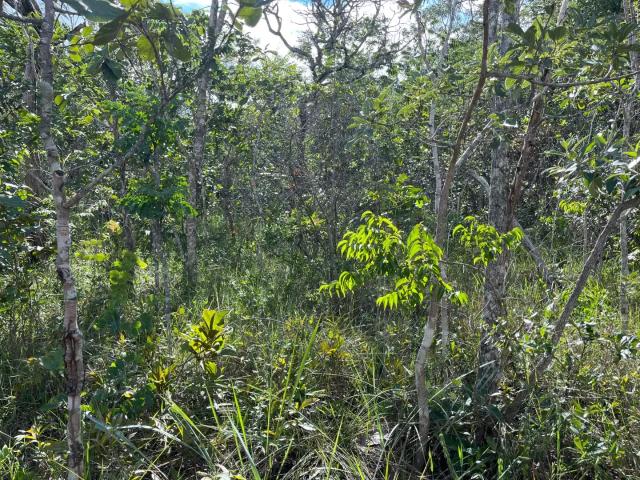 Sítio e chácara venda em Região Geográfica Imediata de Anápolis, Região Integrada de Desenvolvimento do Distrito Federal e Entorno