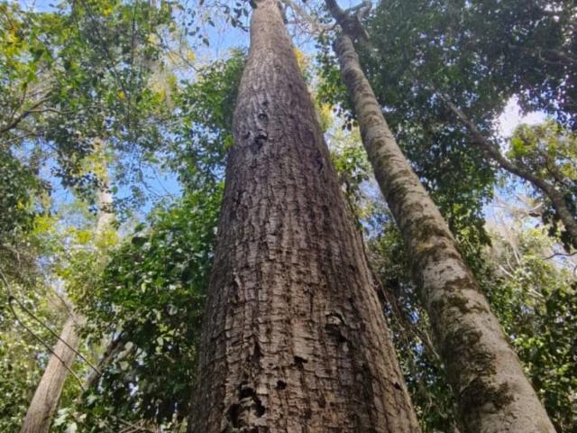 Sítio e chácara venda em Novo Horizonte, Juazeiro