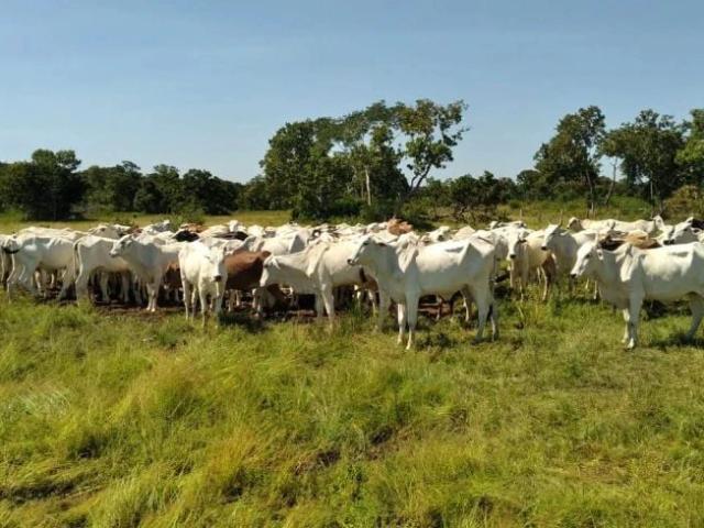 Sítio e chácara venda em Cohab Velha, Poconé