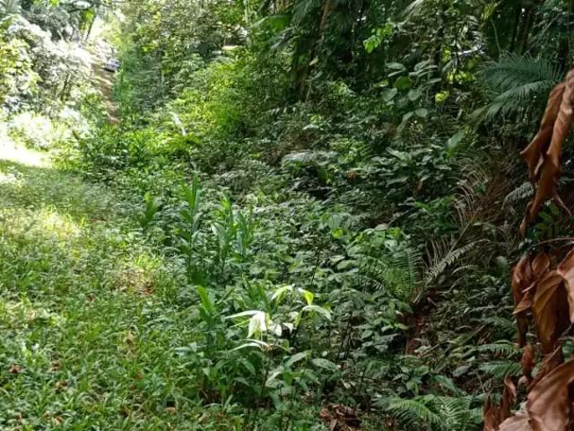 Sítio e chácara venda em Pomerode, Região Geográfica Intermediária de Blumenau