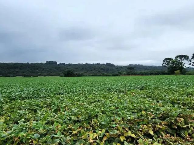 Sítio e chácara venda em Colônia Dona Luiza, Ponta Grossa