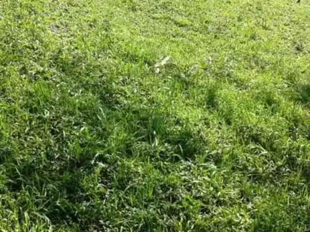 Sítio e chácara venda em Região Geográfica Imediata de Ponta Grossa, Ponta Grossa