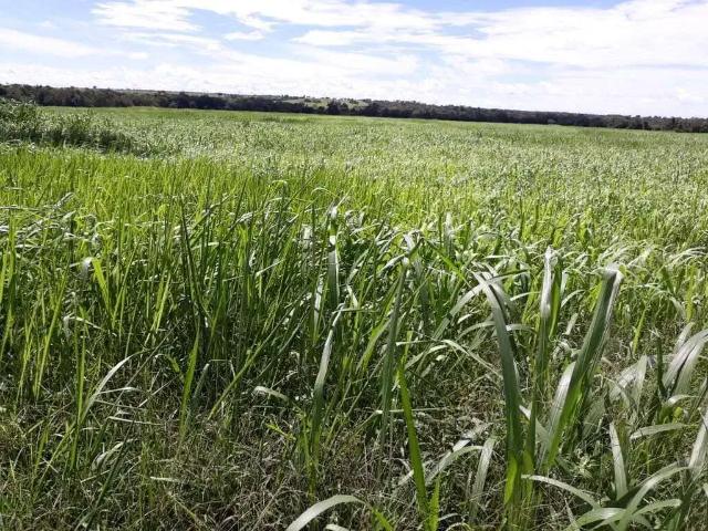 Sítio e chácara venda em Região Geográfica Imediata de Porangatu, Porangatu