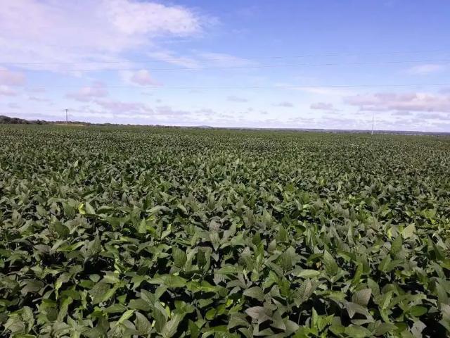 Sítio e chácara venda em Região Geográfica Imediata de Porangatu, Porangatu