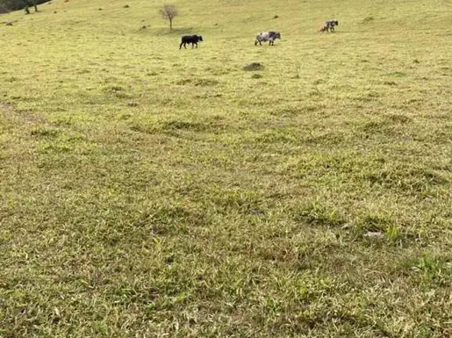 Sítio e chácara venda em Quadrante Central, Pouso Alegre