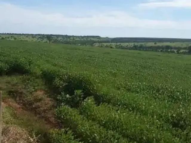 Sítio e chácara venda em Região Geográfica Imediata de Uberlândia, Prata
