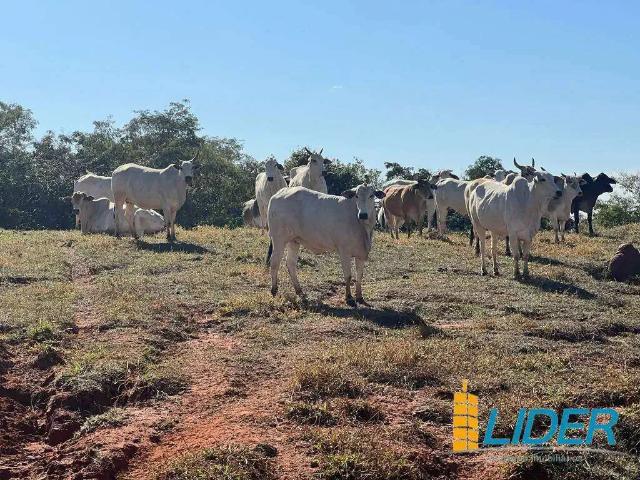 Sítio e chácara venda em Região Geográfica Imediata de Uberlândia, Prata