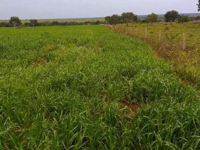 Sítio e chácara venda em Presidente Kennedy, Região Geográfica Intermediária de Araguaína
