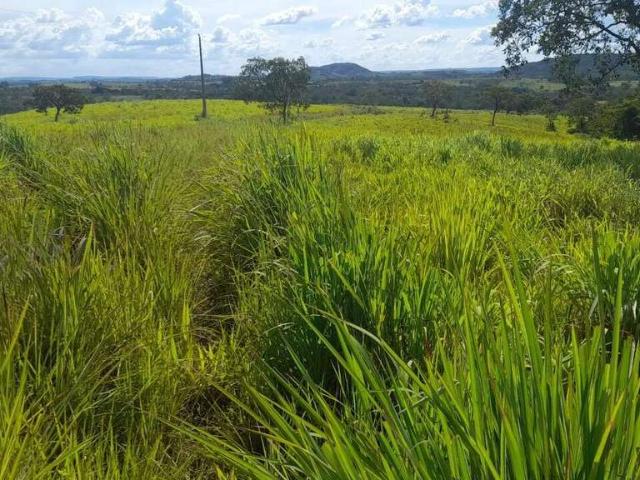 Sítio e chácara venda em Presidente Olegário