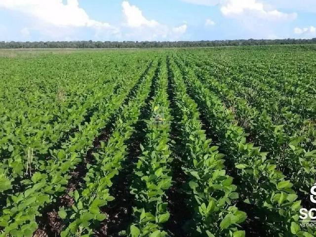 Sítio e chácara venda em Parque Eldorado, Primavera do Leste