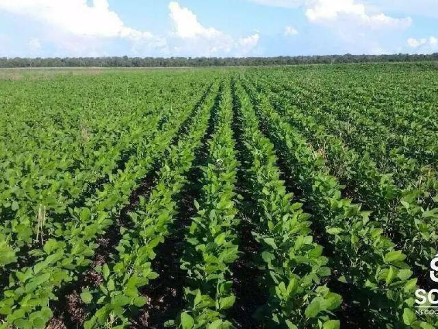 Sítio e chácara venda em Região Geográfica Imediata de Primavera do Leste, Primavera do Leste