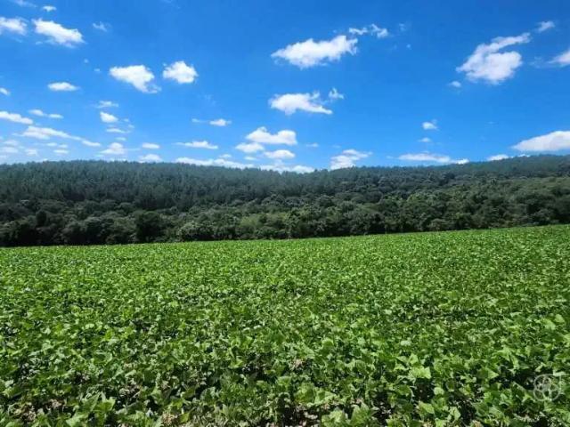 Sítio e chácara venda em Região Geográfica Imediata de Guarapuava, Prudentópolis