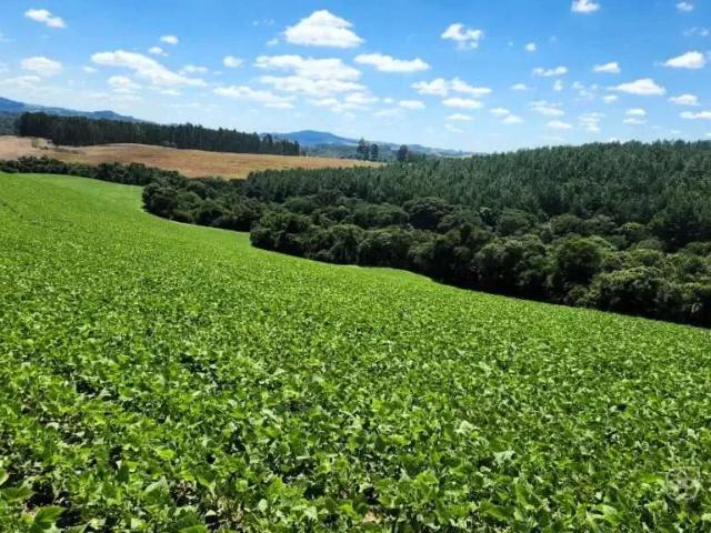 Sítio e chácara venda em Região Geográfica Imediata de Guarapuava, Prudentópolis