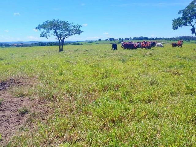 Sítio e chácara venda em Centro, Quadra