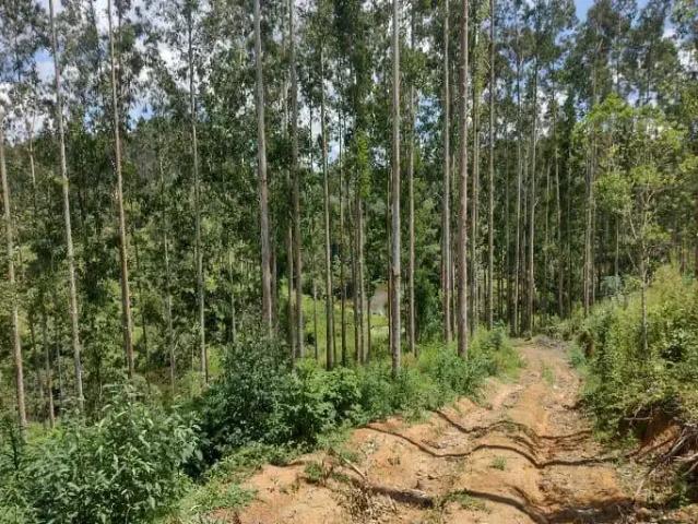 Sítio e chácara venda em Região Geográfica Imediata de Curitiba, Região Metropolitana de Curitiba