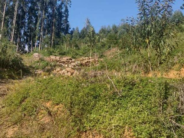 Sítio e chácara venda em Região Geográfica Imediata de Curitiba, Região Metropolitana de Curitiba
