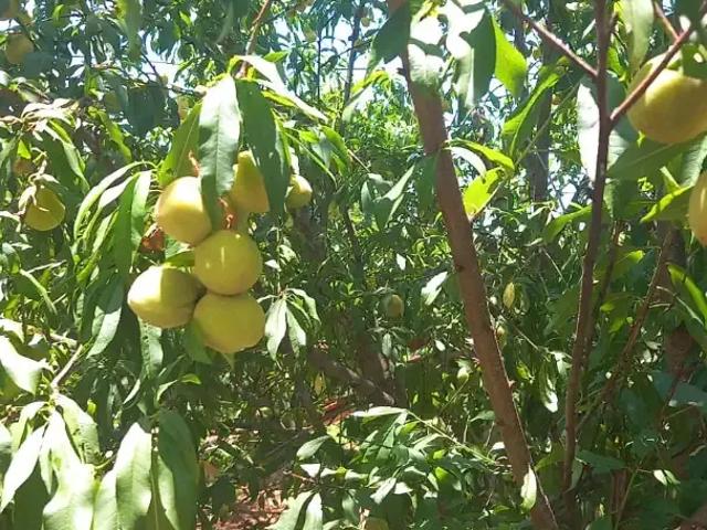 Sítio e chácara venda em Quedas do Iguaçu, Região Sul