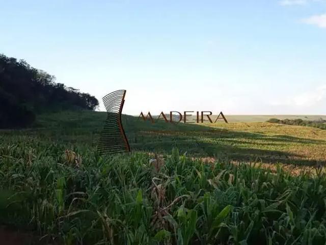 Sítio e chácara venda em Região Geográfica Imediata de Londrina, Londrina