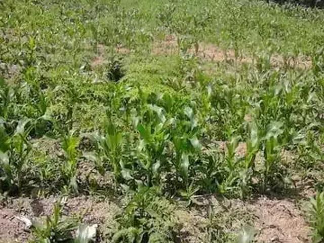 Sítio e chácara venda em Região Geográfica Imediata de Curitiba, Região Metropolitana de Curitiba