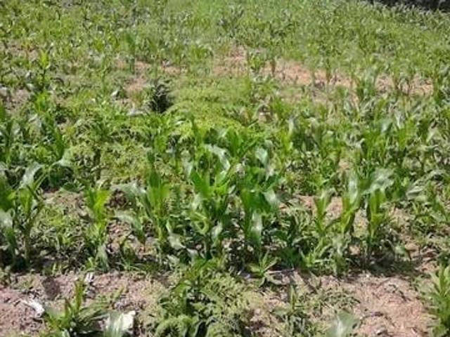 Sítio e chácara venda em Quitandinha, Região Geográfica Intermediária de Curitiba
