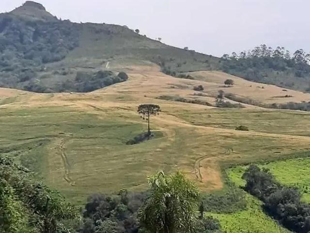 Sítio e chácara venda em Região Geográfica Imediata de Cascavel, Três Barras do Paraná