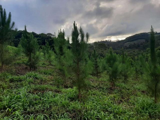 Sítio e chácara venda em Região Imediata de Itapeva, Ribeirão Branco