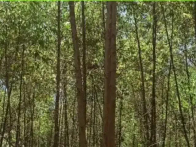Sítio e chácara venda em Região Imediata de Itapeva, Ribeirão Branco