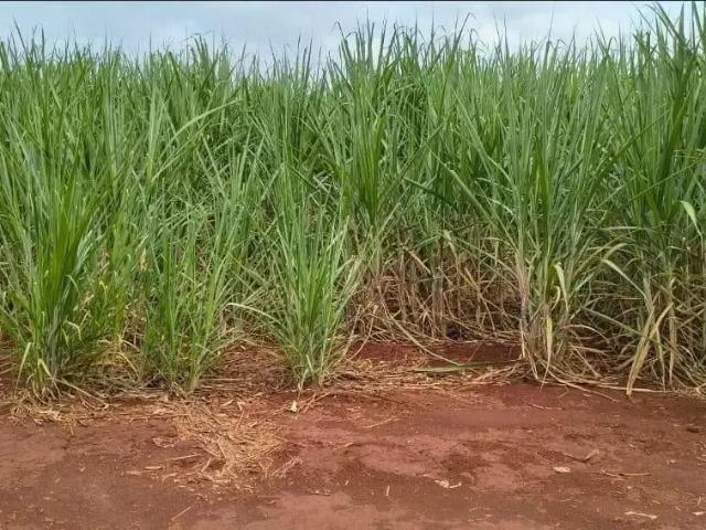 Sítio e chácara venda em Região Imediata de Ribeirão Preto, Região Metropolitana de Ribeirão Preto