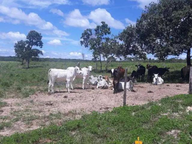 Sítio e chácara venda em Região Geográfica Imediata de Dianópolis, Rio da Conceição