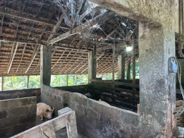 Sítio e chácara venda em Serrinha, Rio de Janeiro