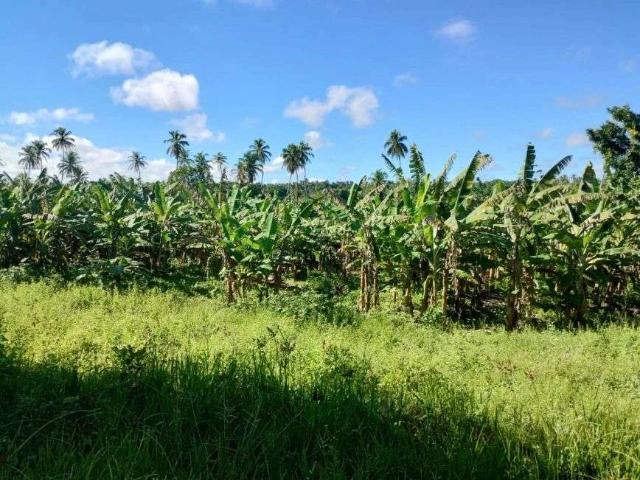 Sítio e chácara venda em Centro, Rio do Sul