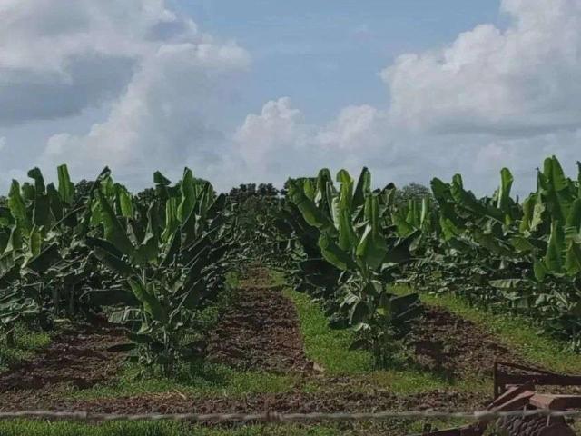 Sítio e chácara venda em Centro, Rio do Sul
